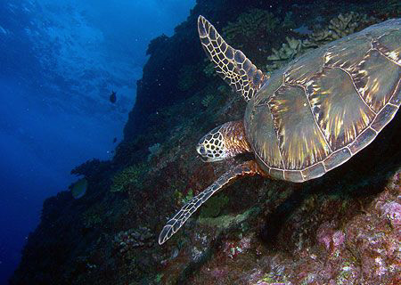 Green Turtle- Saipan by Martin Dalsaso 
