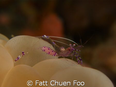 Bubble Coral Shrimp with eggs, Lembeh, North Sulawesi by Fatt Chuen Foo 