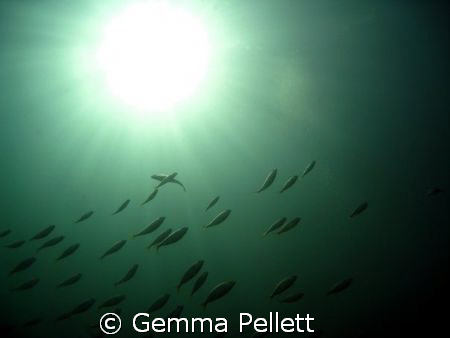 Sun and Fish by Gemma Pellett 