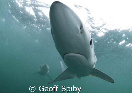 my first encounter with blue sharks , taken today 35km of... by Geoff Spiby 
