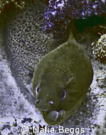 "Twisted Outlook".  I am not sure if this Green Moray Eel... by Malia Beggs 