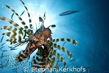 common lionfish (pterois miles) taken in Middle Garden. by Stephan Kerkhofs 