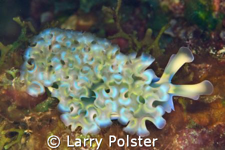 Bonaire...lettuce slug...D300, 105VR by Larry Polster 