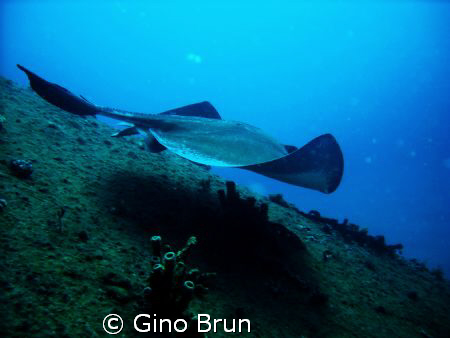 stingray on sea empereur wreck in south florida by Gino Brun 