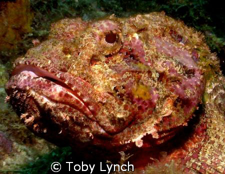 Scorpion Fish by Toby Lynch 
