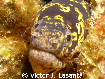close -up to a chain moray at v.j.levels dive site in par... by Victor J. Lasanta 
