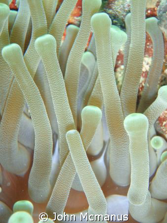 Sea anemone.  The photo was taken in Grand Cayman in Dece... by John Mcmanus 