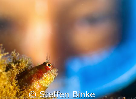 Blennie & Diver by Steffen Binke 