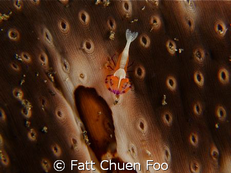 Emperor Shrimp on Sea Cucumber, Lembeh, North Sulawesi, C... by Fatt Chuen Foo 