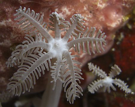 another macro of coral life. Casio Exilim by Andrew Macleod 