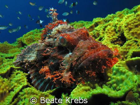 Scorpionfish taken with my Canon S7 and CloseUp Lens and ... by Beate Krebs 