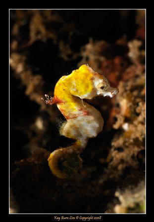 Pontohi Hippocampus pygmy seahorse in Lembeh Straits. 
D... by Kay Burn Lim 