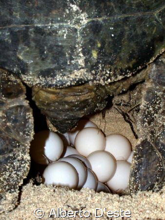 Turtle eggs to do... by Alberto D'este 