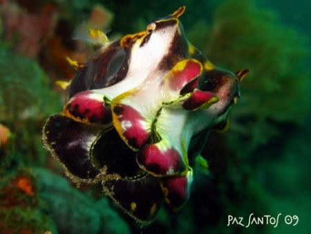 Flamboyant cuttlefish I spotted near the Twin Rocks Marin... by Paz Maria De Vera-Santos 