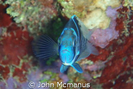 Blue Tang - I took this image on a dive on Pageant Beach ... by John Mcmanus 