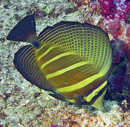 Sailfin Tang (Zebrasoma veliferum) from the Bligh Water o... by Jim Chambers 