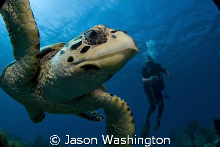 Another curious turtle.. by Jason Washington 