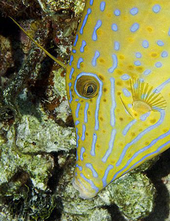 Scrawled Filefish from Little Cayman Island. Jim was reco... by Deborah Chambers 