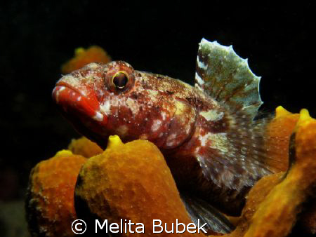 red-mouthed goby/ Canon G9, strobe inon d2000, macro-lens by Melita Bubek 