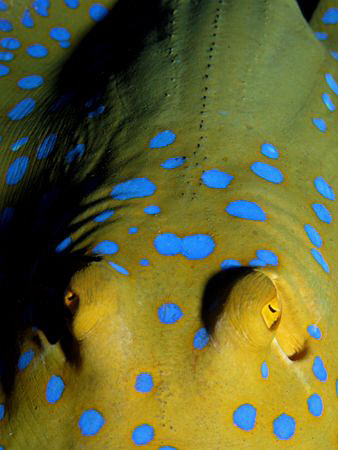 Blue Spotted ray taken with a Canon G9 and Ikellite DS51 ... by James Dawson 
