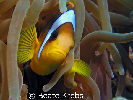 Friendly Clownfish, taken with my Conon S70 and CloseUp L... by Beate Krebs 