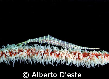 Coral parasite, Nikon 995, DS50 by Alberto D'este 