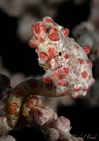 Hippocampus bargibanti - Pygmy seahorse, Nikon D300, Nikk... by Michael Henke 