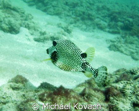 Honeycomb Cowfish on the Inside Reef at Lauderdale by the... by Michael Kovach 