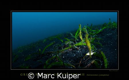 2 green robust ghostpipefishes taken in lembeh strait wit... by Marc Kuiper 