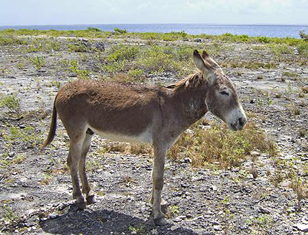 One of the residents of Bonaire. And no, this is not a se... by Jim Chambers 