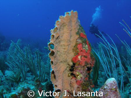 branching vase sponge at los arcos dive site in parguera ... by Victor J. Lasanta 