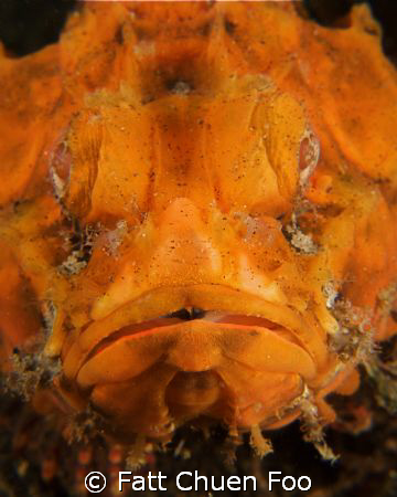 Mr Grumpy! Stonefish looking at my lens, Lembeh, North Su... by Fatt Chuen Foo 
