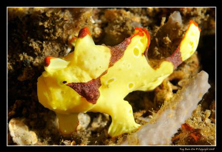 Frogfish, 
D300, 60mm AF-S, YS-110a by Kay Burn Lim 