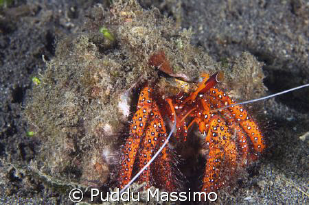 mando,paguro crab nikon d2x 60mm macro by Puddu Massimo 