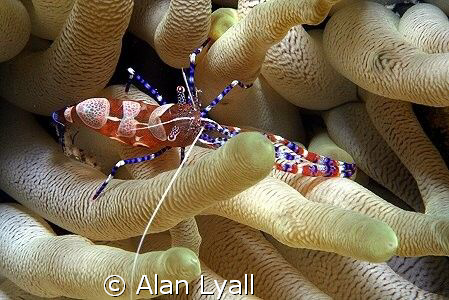 Spotted cleaner shrimp - Bonaire - Canon EOS350D, EF-S 60mm by Alan Lyall 
