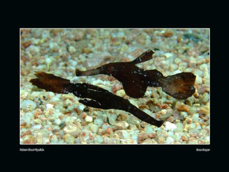 Couple of robust ghost pipefish by Sean Cooper 