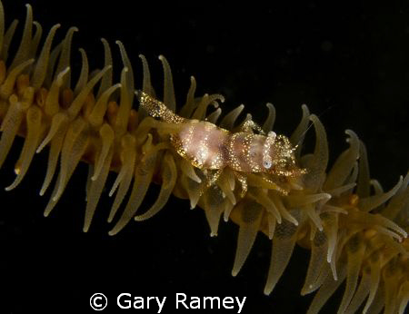 These Shrimp are very neutral colored during the day. The... by Gary Ramey 
