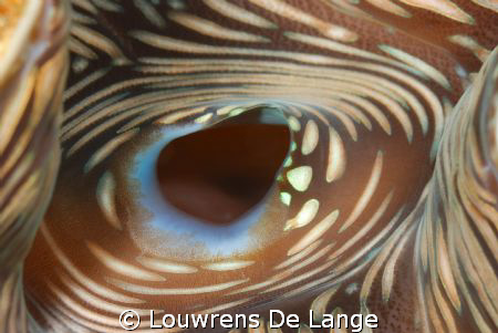 Seaclam up close by Louwrens De Lange 