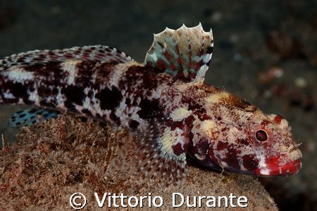 Gobius cruentatus (Bloody-mouthed goby) by Vittorio Durante 