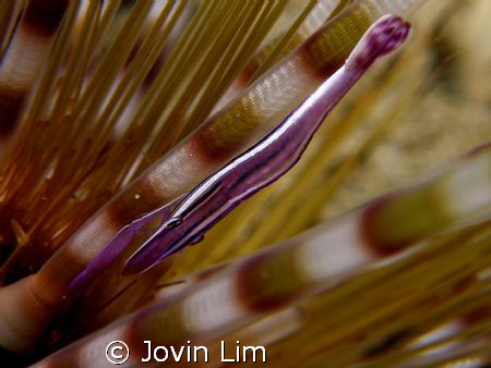 Purple shrimp on fire urchin. by Jovin Lim 