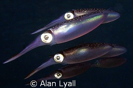 There were 9 of these juvenile squid on the previous dive... by Alan Lyall 