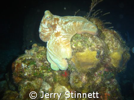 Nite dive in Paradise, reef that is. by Jerry Stinnett 