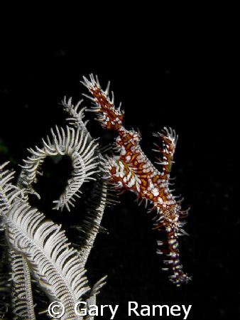 Ornate Ghost Pipefish with white chrinoid by Gary Ramey 