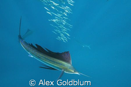 Sailfish hunting Sardines by Alex Goldblum 