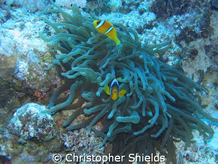 Mexican Standoff clown fish not standing down! Sharm El S... by Christopher Shields 