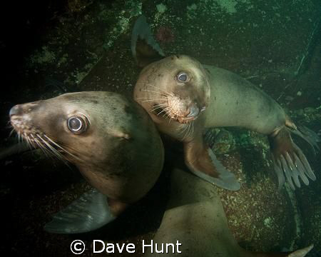 Juvenile sea lions posing for the camera. I think they se... by Dave Hunt 