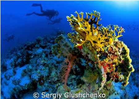 Corals by Sergiy Glushchenko 