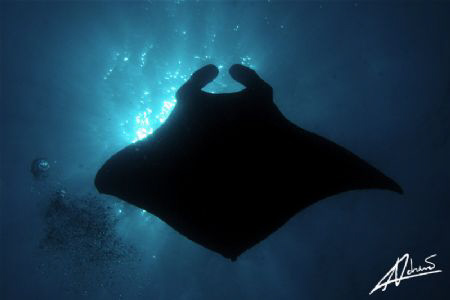 manta above me against the sunburst... by Adriano Trapani 