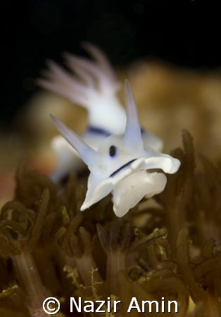 Nudibranch by Nazir Amin 
