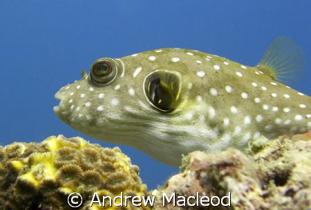 A puffer.. waiting. The background is natural and unedite... by Andrew Macleod 